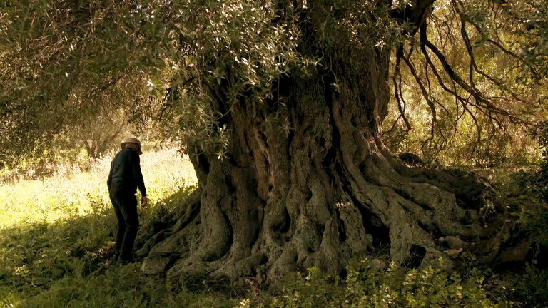 La peau de l'olivier (4).jpg